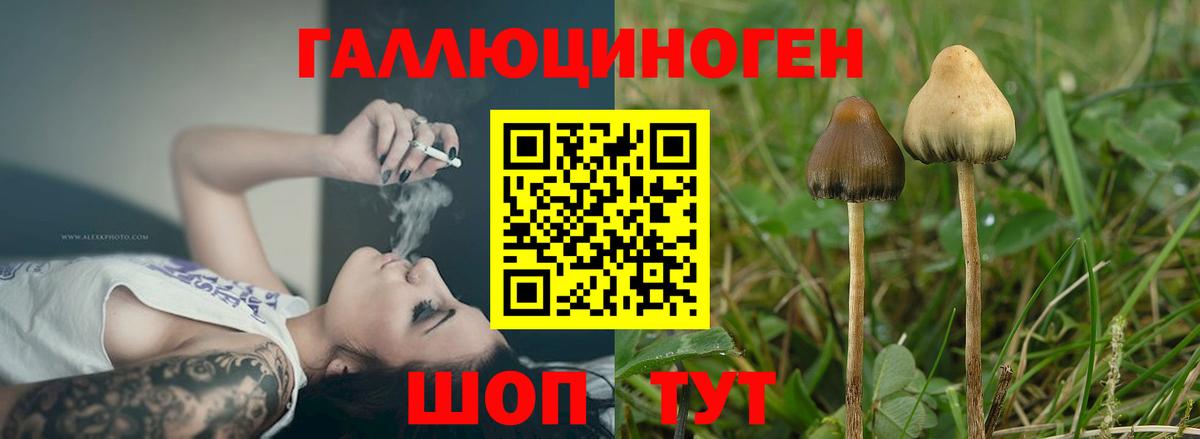 Псков  Псилоцибиновые грибы мицелий  Вход с VPN 